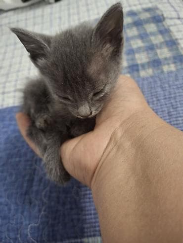 коты даром: 2 месяца, Девочка — 4