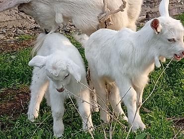 сыр козий: Продаю | Коза (самка) | Для разведения | Племенные — 5