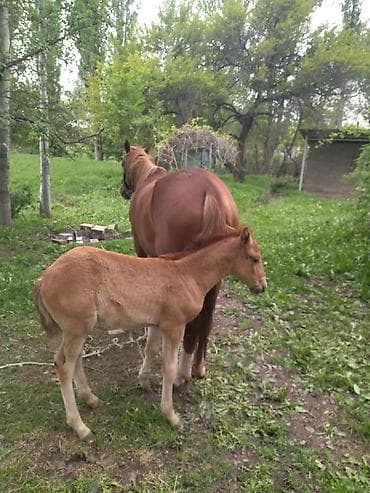 продаю кобылу: Продаю | Кобыла (самка) | Для разведения — 3