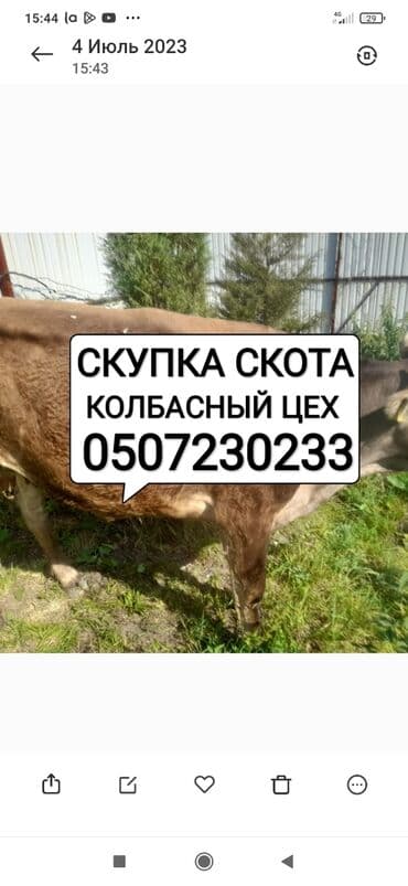 Куплю | Коровы, быки, Лошади, кони | Круглосуточно, Любое состояние, Забитый