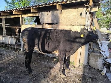 голова лошади: Продаю | Бык (самец) | Голштин | На откорм | Привязанные — 8