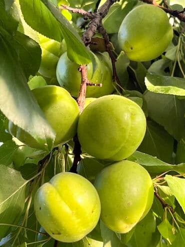 сокулук дом продажа: Дом, 95 м², 4 комнаты, Собственник, Старый ремонт — 25