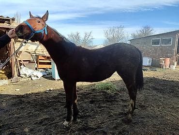 ургачы тайлар: Продаю | Кобыла (самка), Жеребенок | Для разведения — 9
