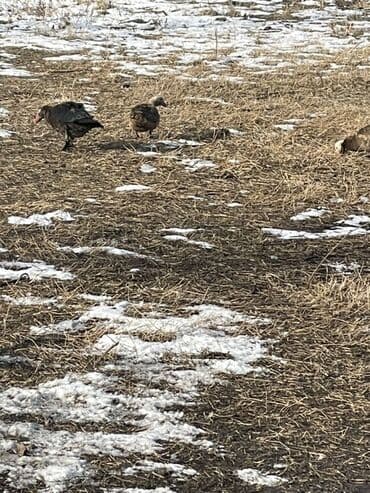 Ветеринар кызматы: Мускусные утки (индоутки), разноцветные окрасы. - Порода: мускусная — 2