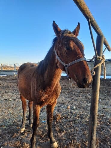 продам козу дойную: Продаю | Жеребенок — 4