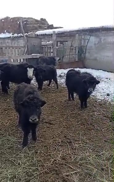 Мамалактар сатылат, 15 баш, круг баасын 45 мин сомдон, Нарын