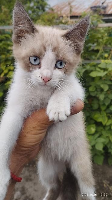 Отдадим замечательных котят в добрые руки. г.Токмок . тел. W/A +7 6 at lalafo.kg Отдадим замечательных котят в добрые руки. г.Токмок . тел. W/A +7 6