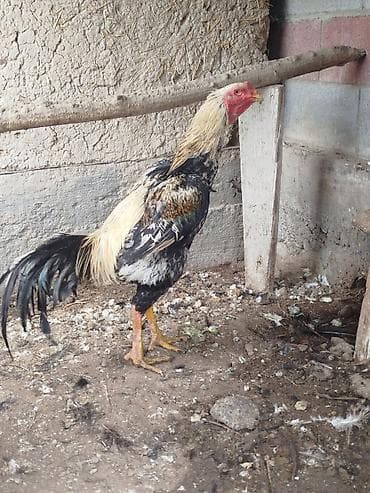 куриные шеи: Продаю | Куры — 3