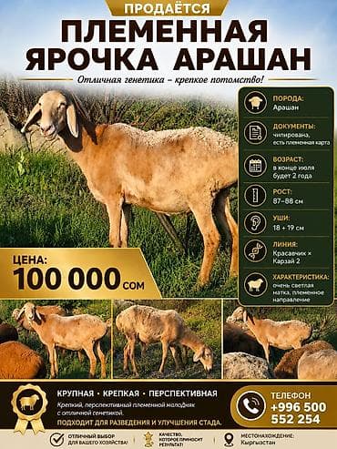 переноска для животных: Продаю | Овца (самка) | Арашан | Для разведения | Племенные, Матка — 1