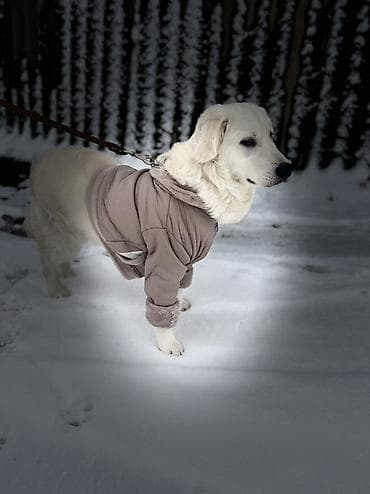 сенбернар купить: Лабрадор-ретривер, 2 года, Самец, С прививкой — 1