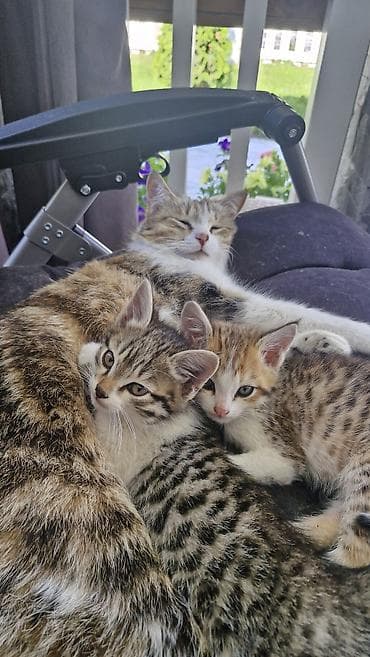 Кошка даром: Бенгальская, 2 месяца, Мальчик, Приучена к лотку