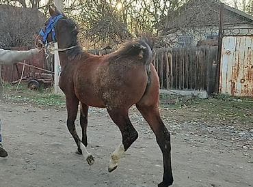 кролик французский баран: Продаю | Кобыла (самка), Жеребенок | Для разведения — 3