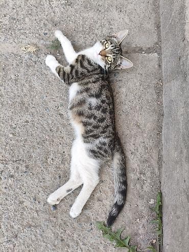 сколько стоит вислоухая кошка: В добрые руки, котёнок - девочка, примерный возраст 3 месяца. Кушает — 1