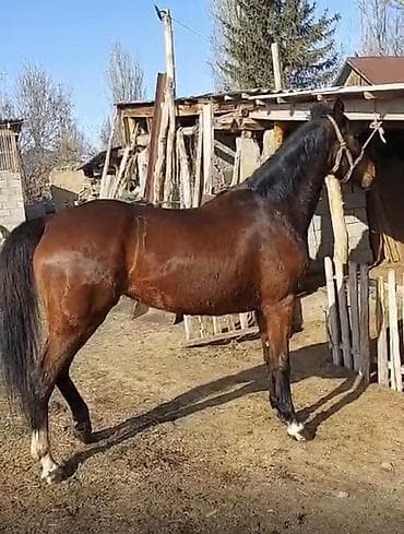 животные птицы: Продаю | Кобыла (самка) | Английская | Для разведения, Рабочий, Конный спорт — 3