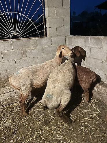 шерсть барана: Продаю | Овца (самка) | Для разведения | Племенные — 4