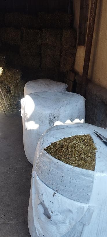 зоомагазин бишкек с животными: Забудьте о проблемах с хранением и транспортировкой кормов! Наш — 8