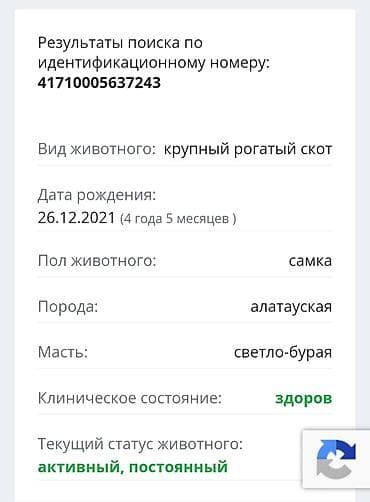 продажа кормов для сельскохозяйственных животных: Продаю | Корова (самка), Бык (самец), Тёлка | Алатауская, Швицкая | Для разведения, Для молока | Стельные — 6