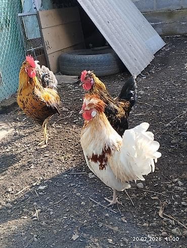 Продаю петушков 5 месяцев, не крупные