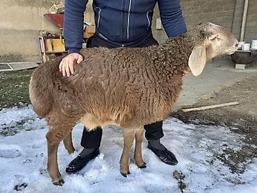 ит сатылат: Сатам | Кочкор (эркек) | Арашан | Көбөйтүү үчүн | Асыл тукумдуу, Жасалма жол менен боозутуу — 1