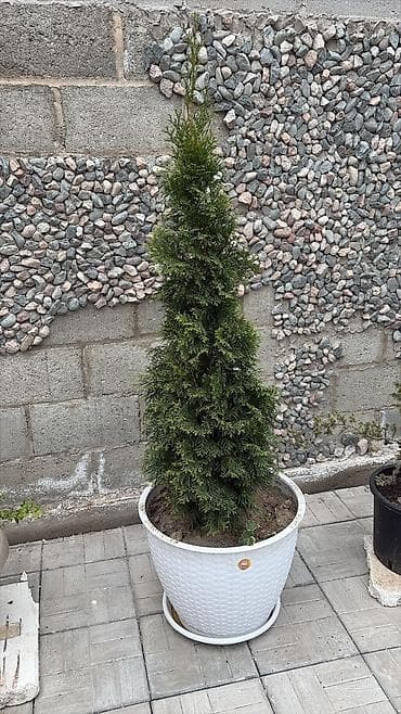 Бельгийские туи смарагд в ассортименте. прямые поставки из