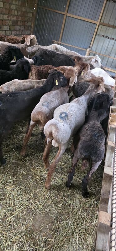 продам домик для кошки: Продаю | Овца (самка), Ягненок, Баран (самец) | На забой, Для разведения — 3