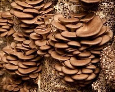 Вешенка (Pleurotus) — свежие грозди грибов, выращенные на питательном at lalafo.kg Вешенка (Pleurotus) — свежие грозди грибов, выращенные на питательном