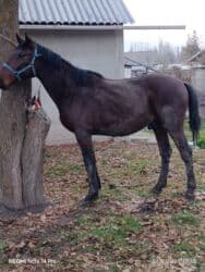 цены породистых собак: Сатам | Жылкы (эркек), Байтал — 1