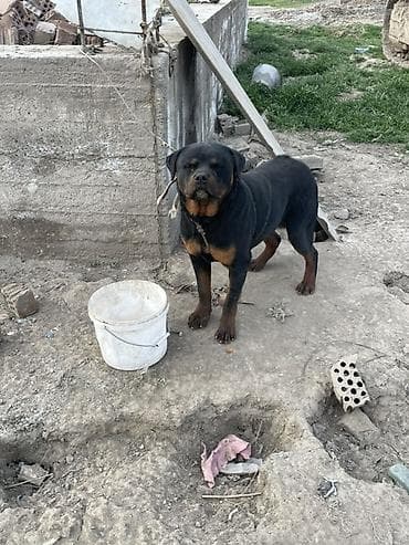 домашний животные: Ротвейлер, 1 год, Самец — 1