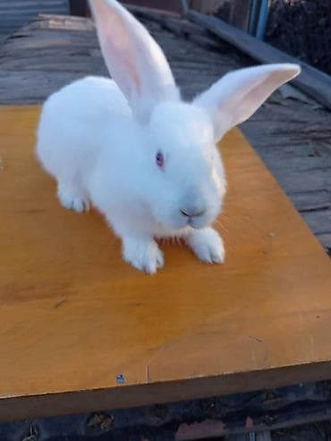 продаю кролики: Продаю | Кролик самец | Для разведения | Племенные — 2