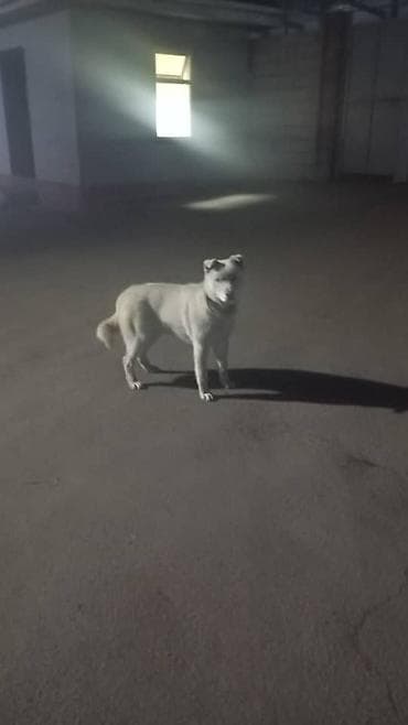 Ит кууту: Собака-компаньон/сторож. Среднего размера, светлый окрас — 1