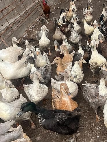 А\ч жаныбралары үчүн товарлар жана шаймандар: Утки разных мастей для подворья и фермерских хозяйств. - Породы/типы — 5