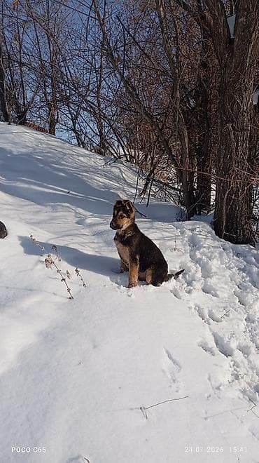 бигль щенки: Немецкая овчарка, 2 месяца, Самец, С прививкой — 1