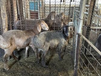 продажа щенков немецкой овчарки в бишкеке с документами: Продаю | Овца (самка) | Для разведения — 7