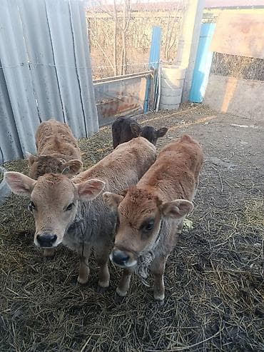 теляти: Продаю | Музоо, торпок | Швицкая | Для разведения | Племенные — 3