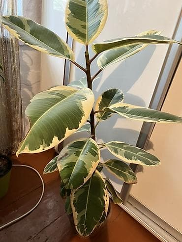 цветок фуксия: Фикус эластика вариегатный (Ficus elastica Tineke) 70- 80см - — 3
