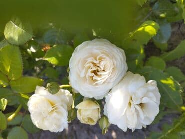 декоративные растения: Около 300 видов Саженцы садовых роз (разные сорта и окраски) - — 3