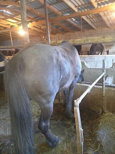 захоронение животных: Продаю | Конь (самец), Жеребец | На забой — 3