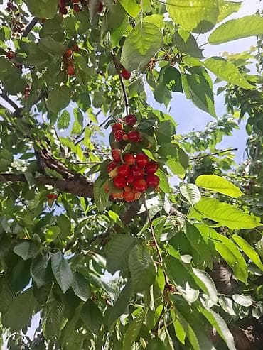 сдам дом: Үй Шашылыш сатуу! Срочная продажа дома! ​🏡 Дизайнердик ремонту менен — 6