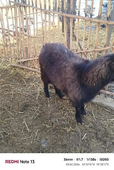 английская кошка: Продаю | Коза (самка) | Для разведения — 4