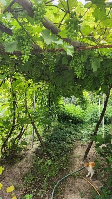 аренда часный дом: Дом, 103 м², 3 комнаты, Евроремонт — 9