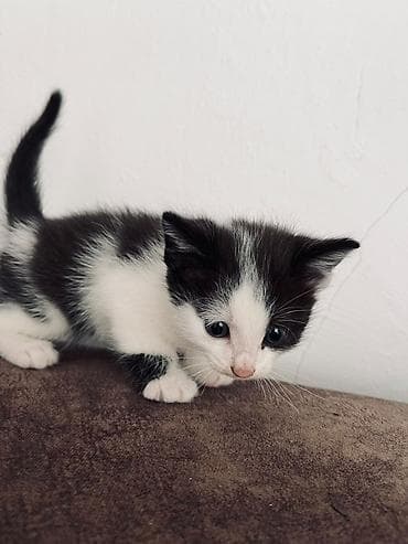 scottish fold: Очаровательные котята-домоседы — короткошёрстные малыши с — 2