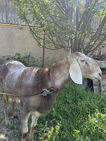 монбельярд цена: Продаю | Баран (самец) | Для разведения | Племенные — 4