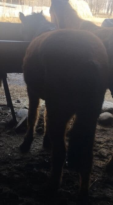 корм для кошек бишкек цена: Продаю | Кобыла (самка) | Полукровка, Першерон, Дончак | На забой, Для разведения, Конный спорт | Племенные, Осеменитель, Мерин — 7