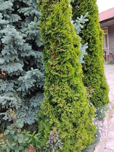 огненный шар: Парк-локация для фотосессий и отдыха на берегу: декоративные объекты и — 4