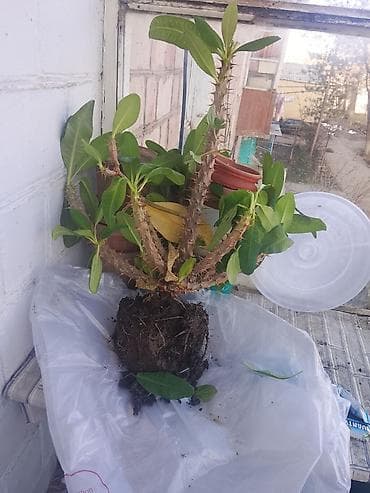 антуриум цветы: Комнатное растение — молочай Милля (Euphorbia milii), в горшке — 2