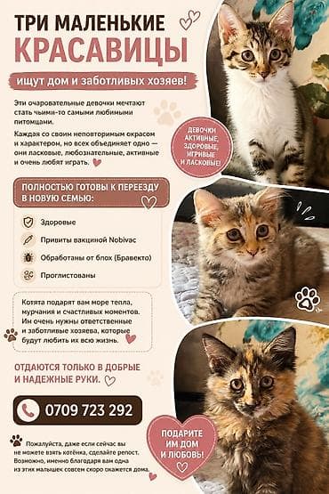 Кошка даром: Беспородная, Девочка