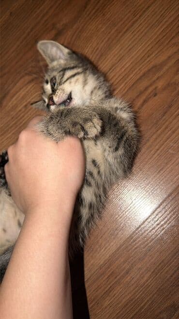 Продажа кошек: Котята домашние, помёт из одного гнезда. Мама чистая шатландка папа к — 5