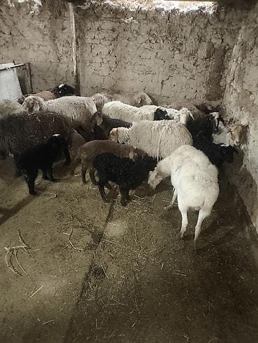 Баран, овца: Продаю | Ягненок | Для разведения | Матка — 8