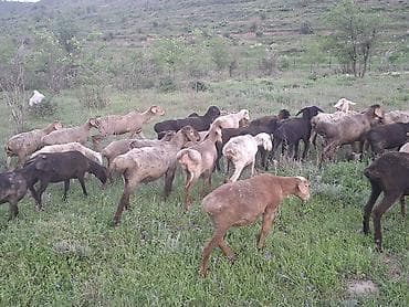 Животные: Продаю | Овца (самка) | Для разведения | Матка — 4