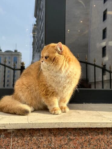 отдам породистого котенка: Британская короткошёрстная, 10 месяцев, Мальчик, Золотая шиншилла — 9